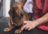 Dog Stress Relief: How to Help Your Dog Feel Calmer Dog Stress Relief: How to Help Your Dog Feel Calmer