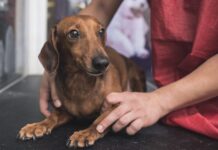 Dog Stress Relief: How to Help Your Dog Feel Calmer Dog Stress Relief: How to Help Your Dog Feel Calmer
