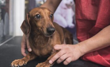 Dog Stress Relief: How to Help Your Dog Feel Calmer Dog Stress Relief: How to Help Your Dog Feel Calmer