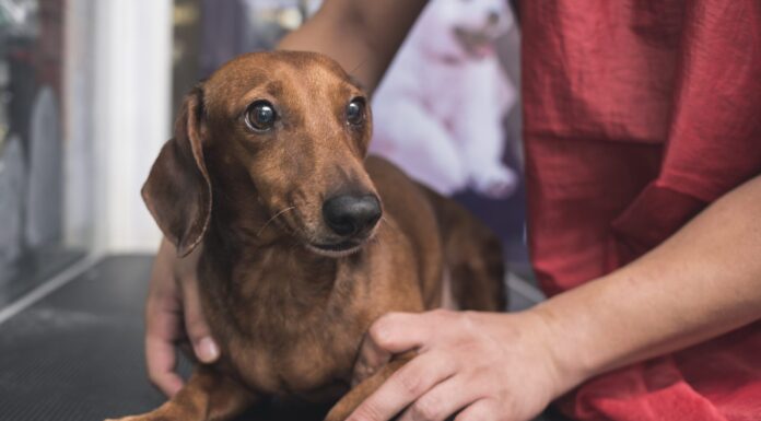 Dog Stress Relief: How to Help Your Dog Feel Calmer Dog Stress Relief: How to Help Your Dog Feel Calmer
