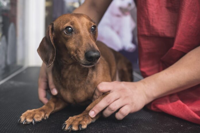 Dog Stress Relief: How to Help Your Dog Feel Calmer