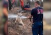 Dog Turns Firefighters’ Routine Call Into the Best Backyard Adventure Dog Turns Firefighters’ Routine Call Into the Best Backyard Adventure