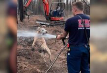 Dog Turns Firefighters’ Routine Call Into the Best Backyard Adventure Dog Turns Firefighters’ Routine Call Into the Best Backyard Adventure