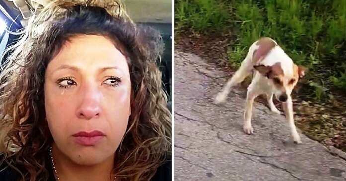 Woman Drives To A 'Dog Dumping Ground' At 4AM And Sees A Dog Staring At Her