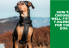 How to Choose a Well-Fitting Y-Harness for Your Dog